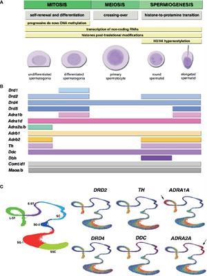 Exploring the Stress Impact in the Paternal Germ Cells Epigenome: Can Catecholamines Induce Epigenetic Reprogramming?